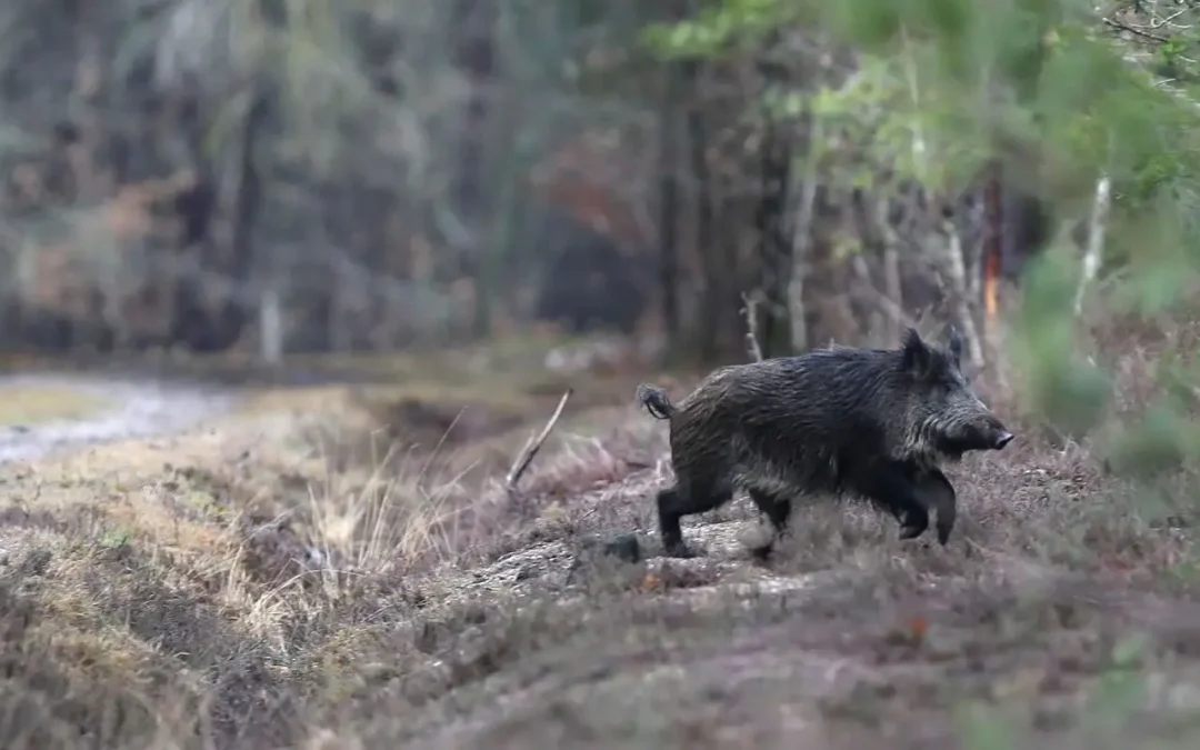 Risque feux de forêt «élevé» en Maine-et-Loire : Chasse interdite