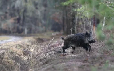 Risque feux de forêt «élevé» : Chasse interdite du 11/07/2025 midi au 15/07/2025
