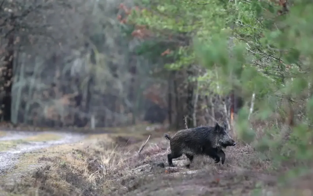 Chasse (anticipée) du sanglier