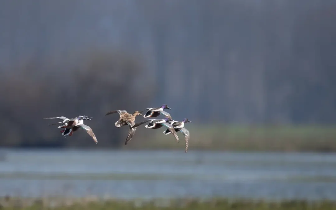 Le risque national influenza aviaire a été abaissé au niveau « Modéré »