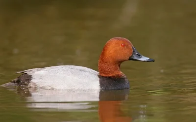 Ouverture de la chasse du fuligule milouin